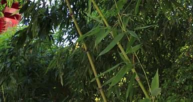 夏天树林绿色植物实景拍摄视频的预览图